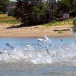 In this 2012 file photo, invasive carp, jolted by an electric current from a research boat, jump from the Illinois River near Havana, Ill. (AP file)